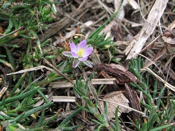 Ku�inka �erven� - Spergularia rubra (L.) J. et C. Presl