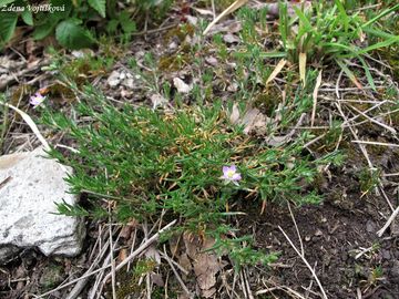 Ku�inka �erven� - Spergularia rubra (L.) J. et C. Presl