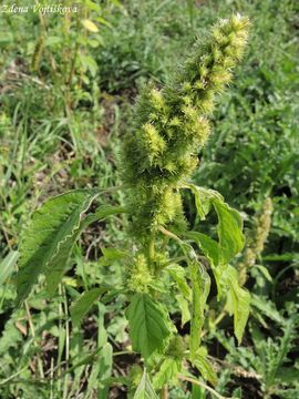 Fotogalerie: Laskavec ohnut - Amaranthus retroflexus L.