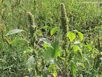 Laskavec ohnut - Amaranthus retroflexus L.