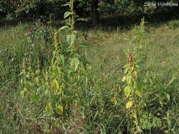 Laskavec ohnut - Amaranthus retroflexus L.