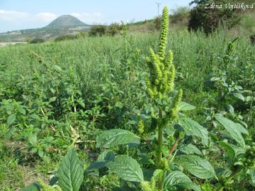 Fotogalerie: Laskavec zelenoklas - Amaranthus powellii S.Watson