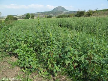 Laskavec zelenoklas - Amaranthus powellii S.Watson