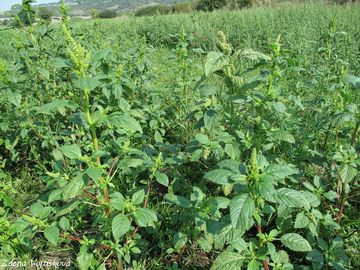 Laskavec zelenoklas - Amaranthus powellii S.Watson