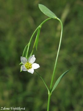 Fotogalerie: Len poistiv - Linum catharticum L.