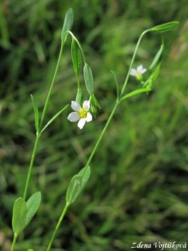 Len poistiv - Linum catharticum L.