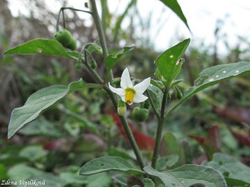 Fotogalerie: Lilek ern - Solanum nigrum L.