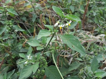 Lilek ern - Solanum nigrum L.