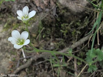 Fotogalerie: Lomikmen zrnat - Saxifraga granulata L.