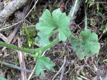 Lomikmen zrnat - Saxifraga granulata L.