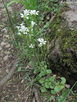 Lomikmen zrnat - Saxifraga granulata L.