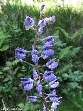 Fotogalerie: Lupina mnoholist - Lupinus polyphyllus Lindl.