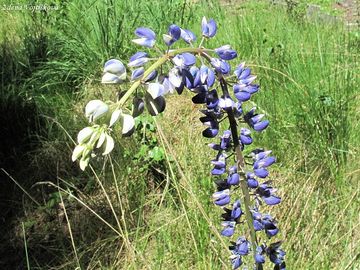 Lupina mnoholist - Lupinus polyphyllus Lindl.
