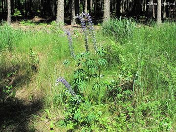 Lupina mnoholist - Lupinus polyphyllus Lindl.