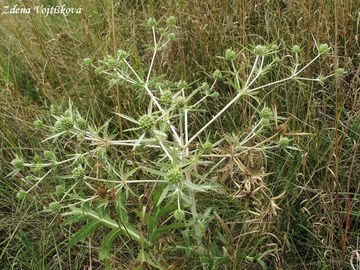 Mka ladn - Eryngium campestre L.
