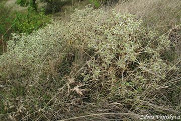 Mka ladn - Eryngium campestre L.