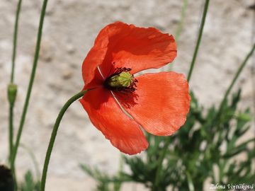 Fotogalerie: Mk Lecoqv - Papaver lecoqii Lamotte