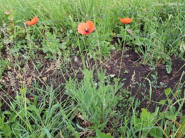 Mk Lecoqv - Papaver lecoqii Lamotte
