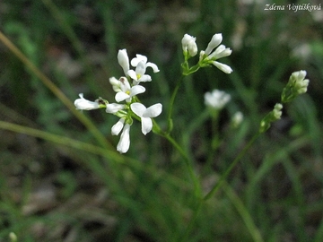 Mainka barvsk - Asperula tinctoria L.