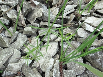 Mainka barvsk - Asperula tinctoria L.