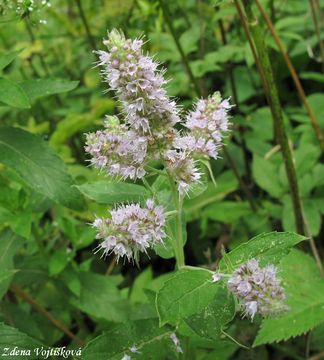 Fotogalerie: Mta dlouholist - Mentha longifolia (L.) L.