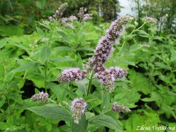 Mta dlouholist - Mentha longifolia (L.) L.