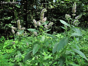 Mta dlouholist - Mentha longifolia (L.) L.