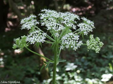 Fotogalerie: Mzdinec rakousk - Pleurospermum austriacum (L.) Hoffm.