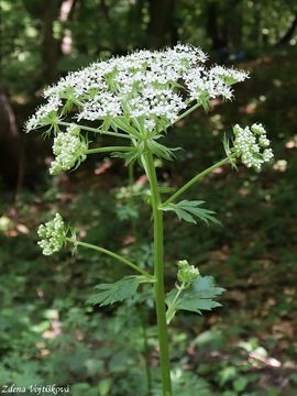 Mzdinec rakousk - Pleurospermum austriacum (L.) Hoffm.