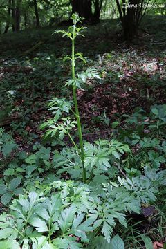 Mzdinec rakousk - Pleurospermum austriacum (L.) Hoffm.