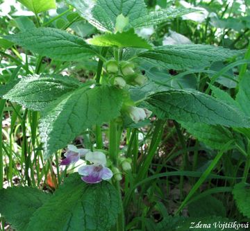 Medovnk medukolist - Melittis melissophyllum L.