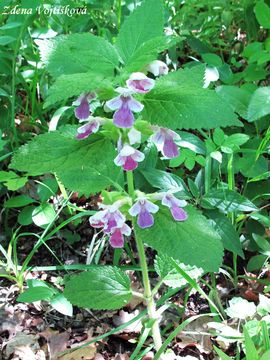 Medovnk medukolist - Melittis melissophyllum L.