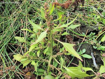 Fotogalerie: Merlk erven - Chenopodium rubrum L.