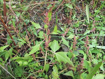 Merlk erven - Chenopodium rubrum L.
