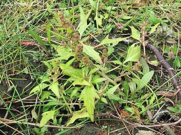 Merlk erven - Chenopodium rubrum L.