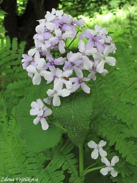 Fotogalerie: Msnice vytrval - Lunaria rediviva L.