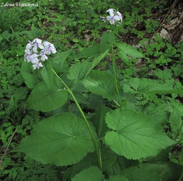 Msnice vytrval - Lunaria rediviva L.