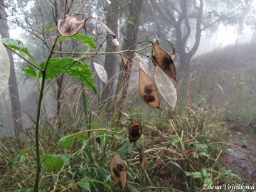 Msnice vytrval - Lunaria rediviva L.