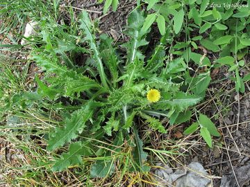 Ml drsn - Sonchus asper (L.) Hill.