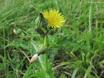 Ml drsn - Sonchus asper (L.) Hill.