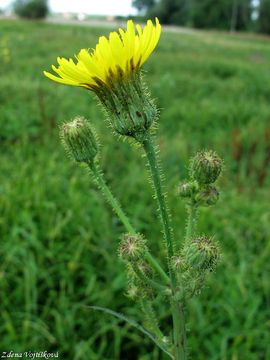 Fotogalerie: Ml roln - Sonchus arvensis L.