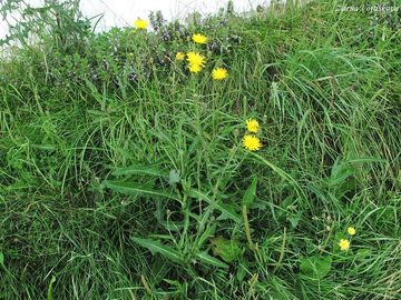 Ml roln - Sonchus arvensis L.