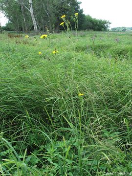 Ml roln - Sonchus arvensis L.