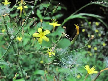 Fotogalerie: Mlka zedn - Mycelis muralis (L.) Dumat