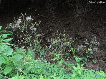 Mlka zedn - Mycelis muralis (L.) Dumat