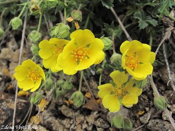 Fotogalerie: Mochna psen - Potentilla arenaria Borkh.