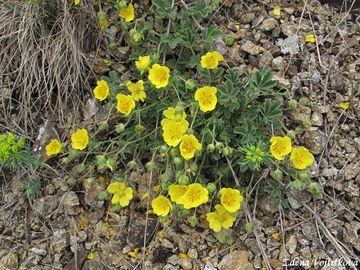 Mochna psen - Potentilla arenaria Borkh.