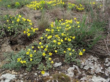 Mochna psen - Potentilla arenaria Borkh.