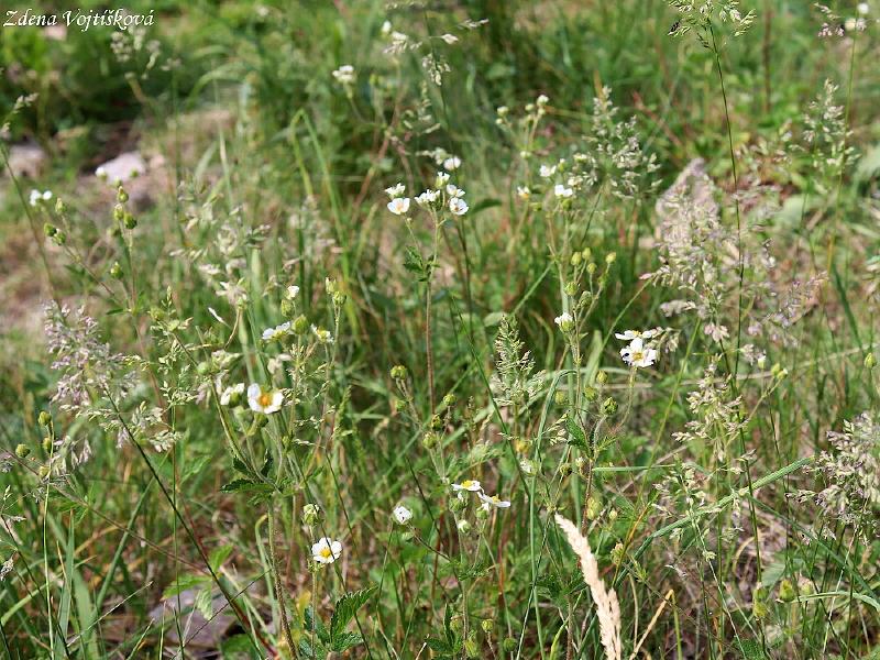Mochna skaln_07
