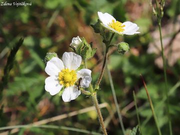 Fotogalerie: Mochna skaln - Potentilla rupestris L.